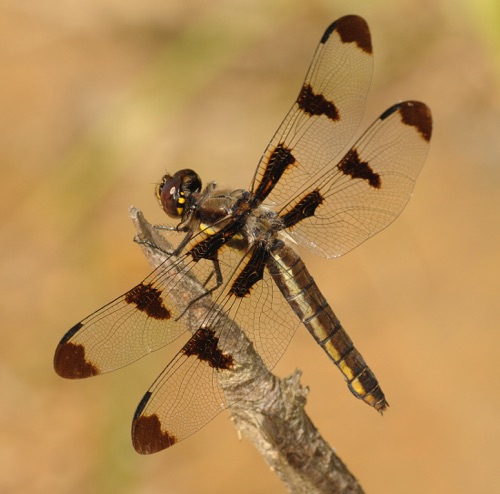 Female
2009_05_20_Floyd
